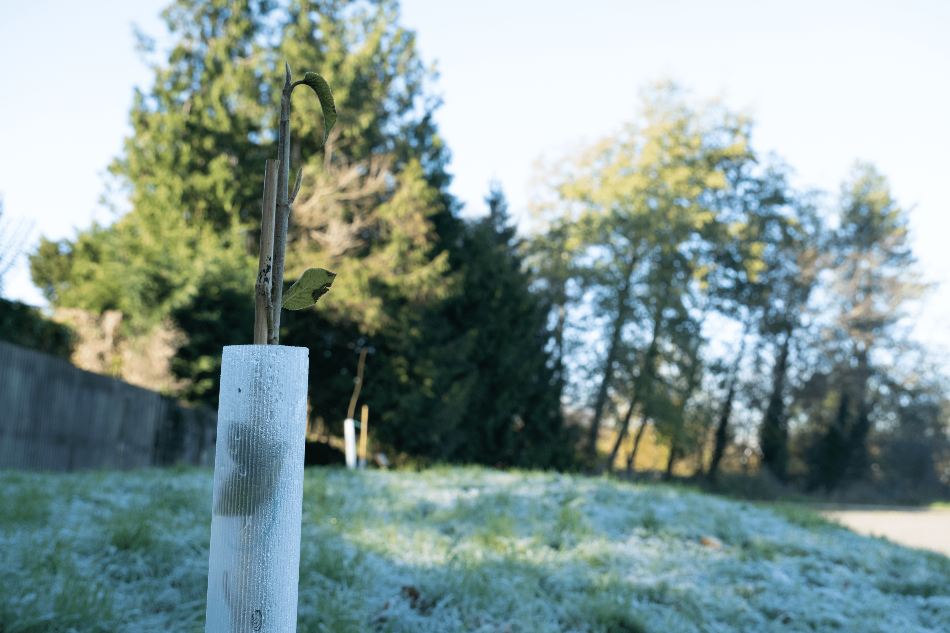 A young tree planted at Highworth Grammar School