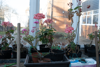 Plants inside a greenhouse at Highworth Grammar School
