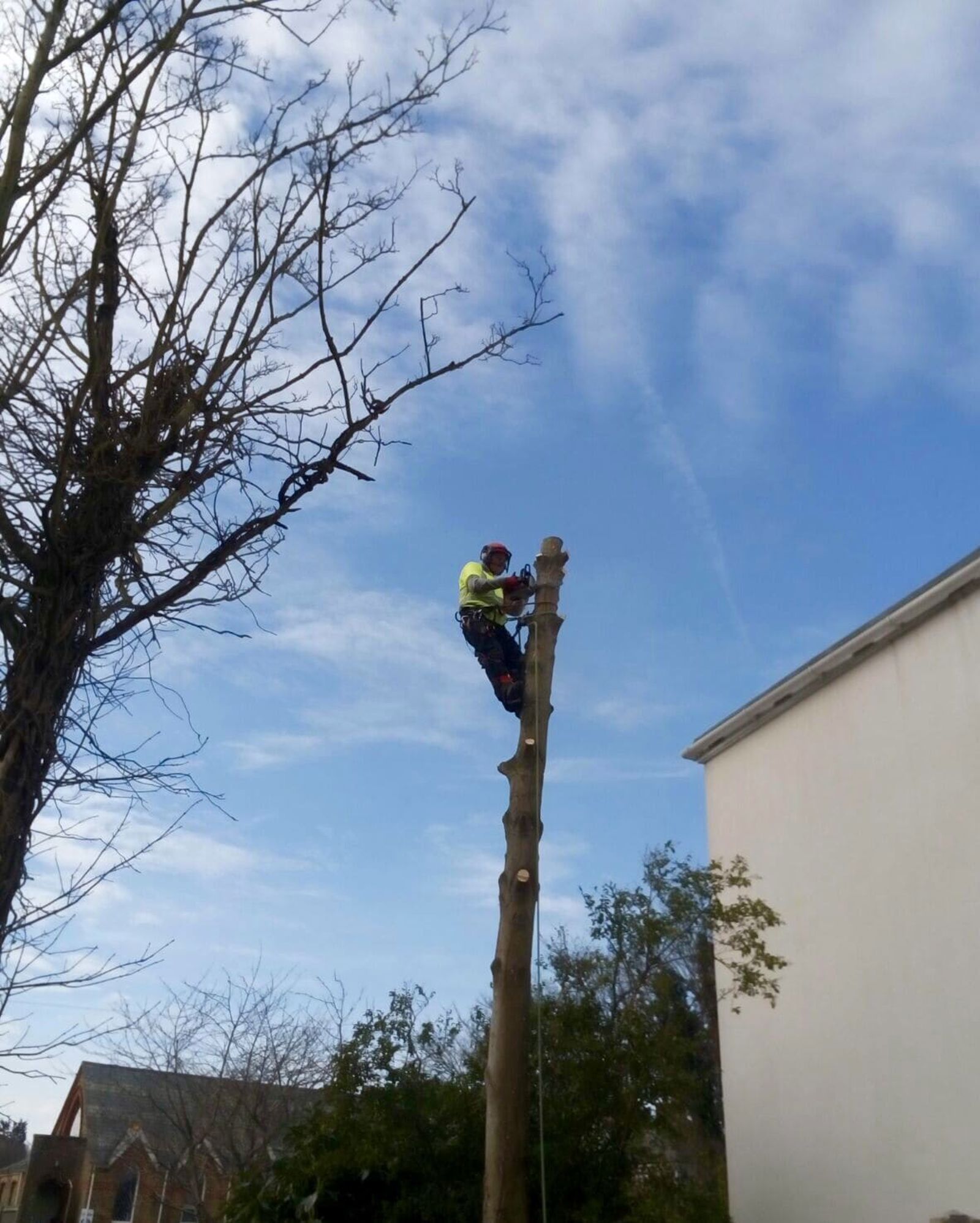 Tree Felling Service Tree Felling | Tree Removal Service | Landscape Services