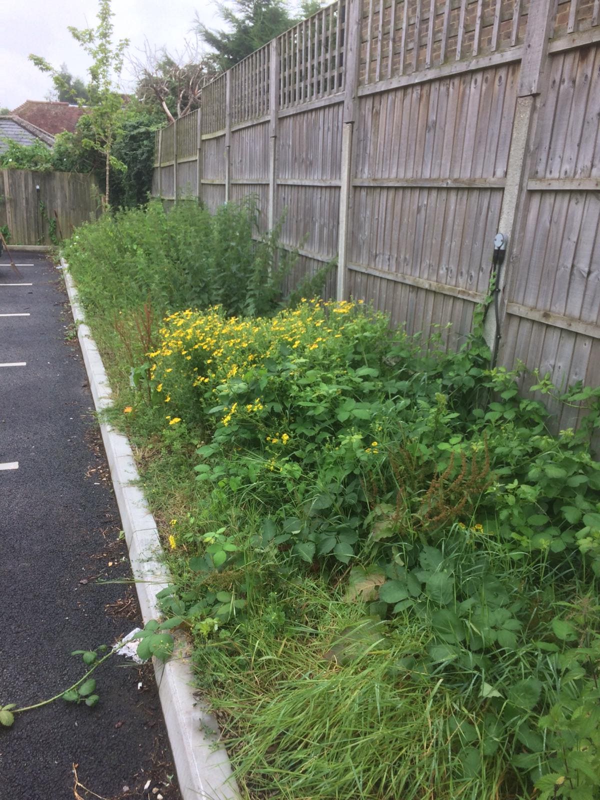 Weed and Moss Control Landscape Services