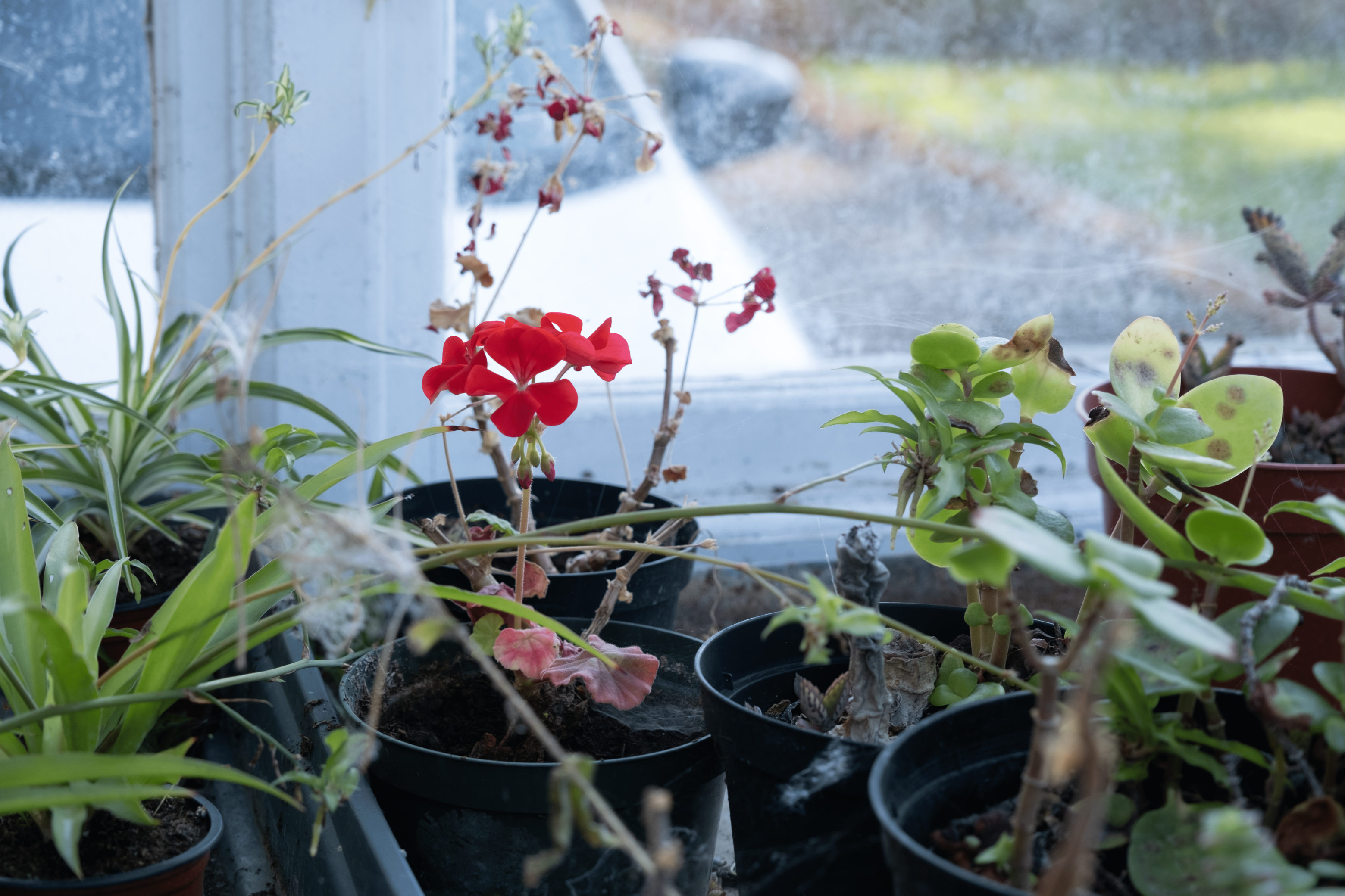 Plants inside a greenhouse at Highworth Grammar School